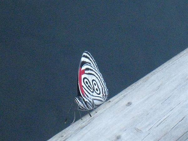 Butterfly 88