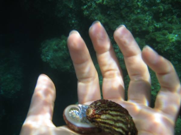 characteristic shells