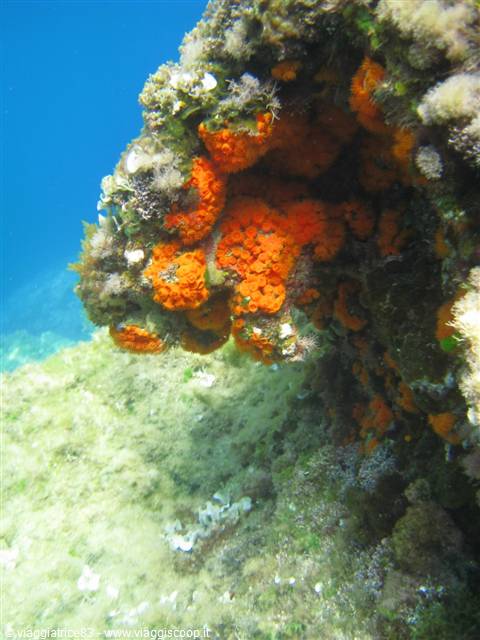 Seabeds of the Zingaro Reserve