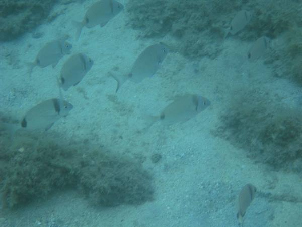 Sandy seabeds 