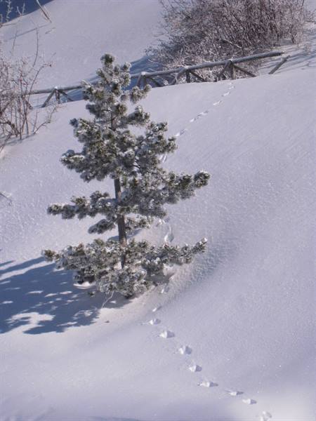 Snow-covered pine on white slope, footprints in snow, wooden fence