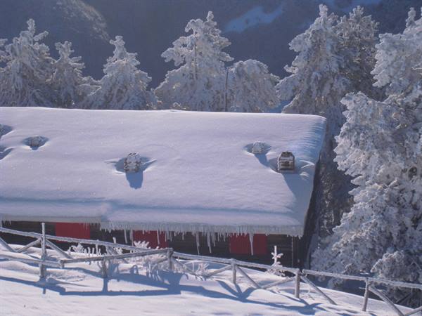 Wooden mountain hut with snow-covered roof, icicles and frosted firs