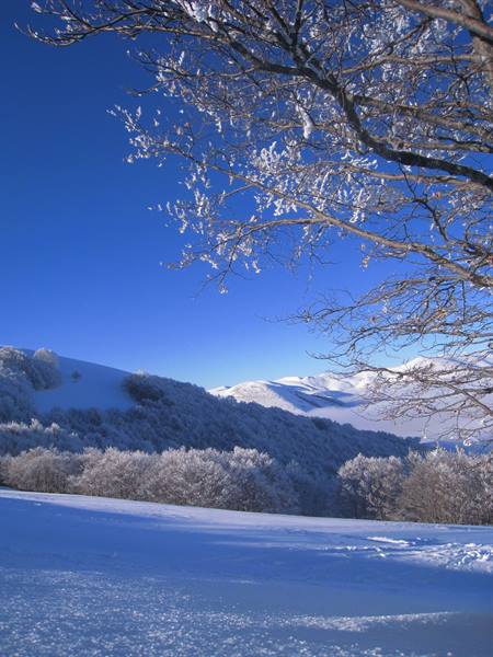 Frost-covered branches over snow and snowy hills, clear blue sky