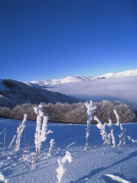 Frost-covered plants on snow, snowy mountains and fog under deep blue sky