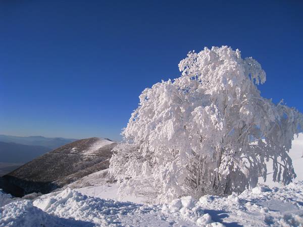 Tree fully coated in snow under deep blue sky, snowy mountains behind