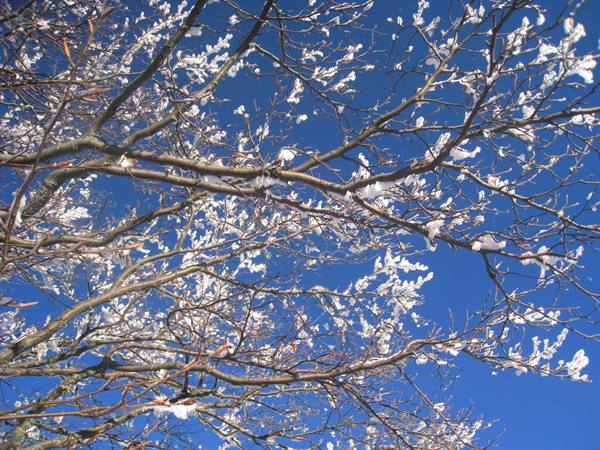 Frost-covered tree branches against a deep blue sky