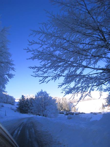 Frost-covered branches over a snowy road, deep blue sky