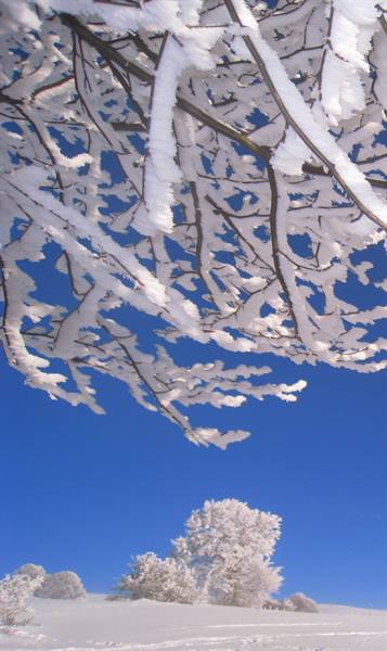 Branches covered in white frost against blue sky, snowy tree below