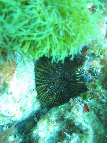 Black sea urchin among rocks under green algae, underwater
