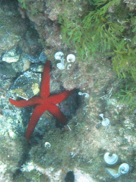 Red starfish among green seaweed and submerged rocks