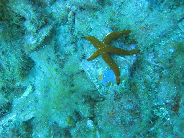 Orange starfish on rocky seabed covered with algae, green water