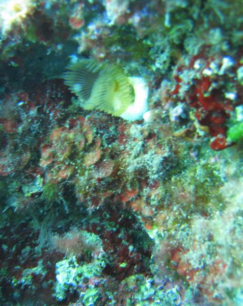 Yellow fan worm among red algae on the seabed