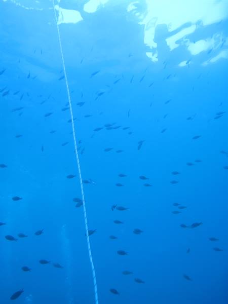 School of fish in blue water, rope descending toward sunlit surface