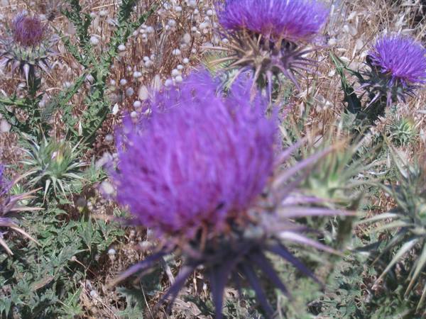 Purple wild thistle flowers among dry grass and spines, sunlight