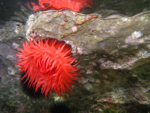 at the bottom of the sea...