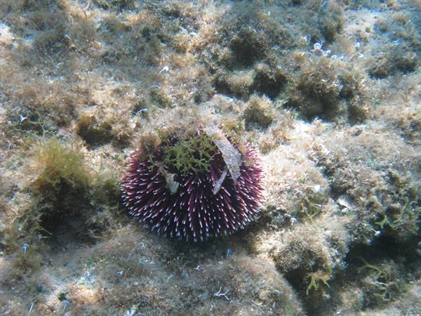 at the bottom of the sea..