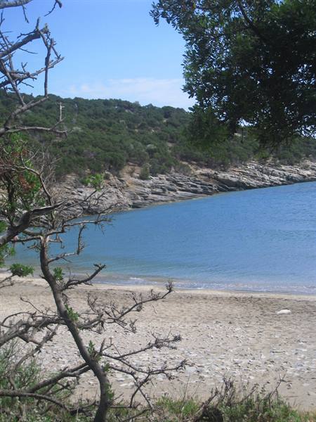 Sandy beach with bare branches, turquoise water and green rocky cliffs