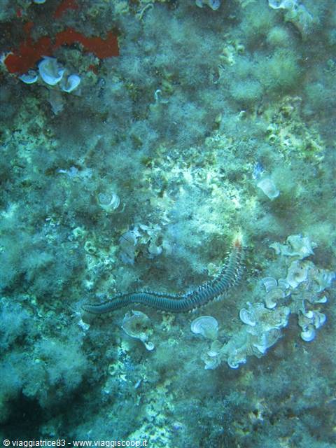 Bristle worm crawling on the seabed covered with algae and red sponges