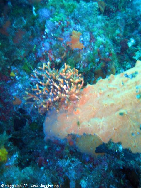 Orange sponge and bryozoans underwater among bluish coralline reef