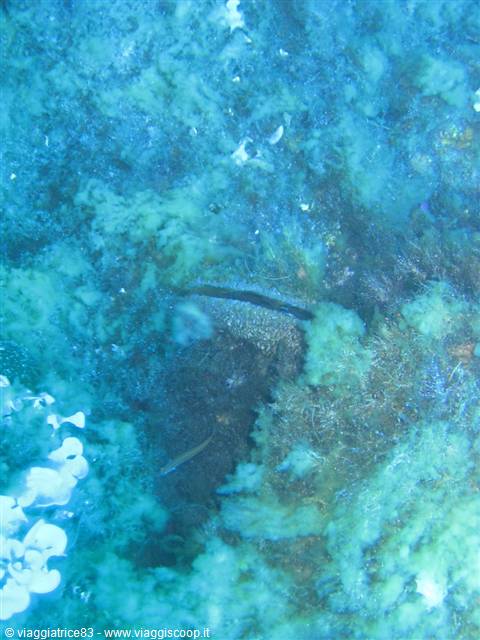 Submerged rocks covered with green algae underwater in clear sea