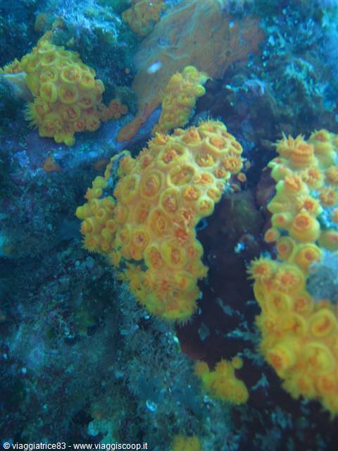 Yellow parazoanthus axinellae coral growing on underwater rocky seabed
