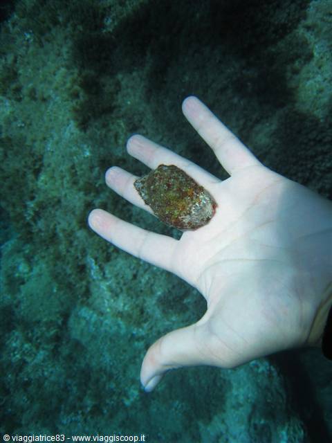 Hand underwater holding a small shell covered with algae
