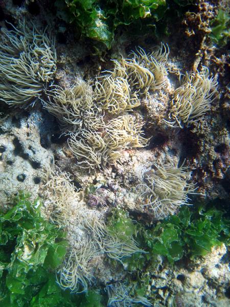 Anemones with long tentacles among green seaweed on shallow-water rocks