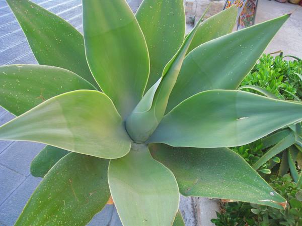 Agave plant with thick green leaves beside a stone-paved walkway