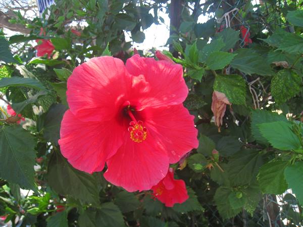Red hibiscus flower with yellow stamens among green sunlit leaves