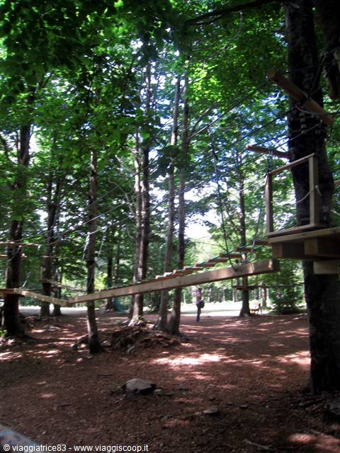 the first tree-top courses..