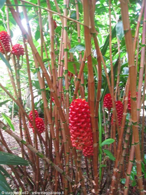 Red ginger plants with bright red cone flowers among reddish stems and green leaves