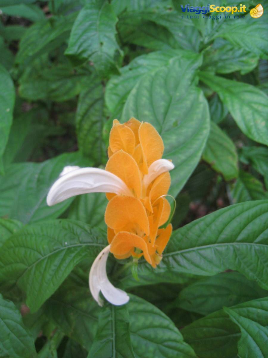 Yellow flower with white petals among green leaves