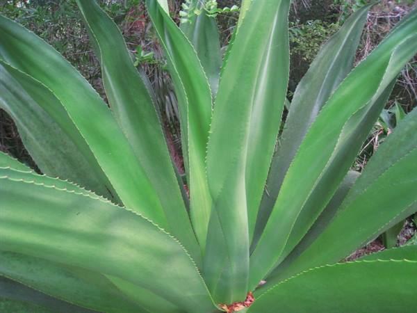 Green agave leaves with serrated edges, daylight among trees