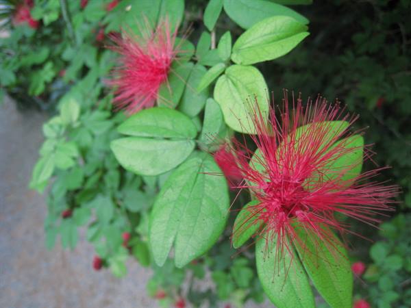 Red Powderpuff – Calliandra haematocephala