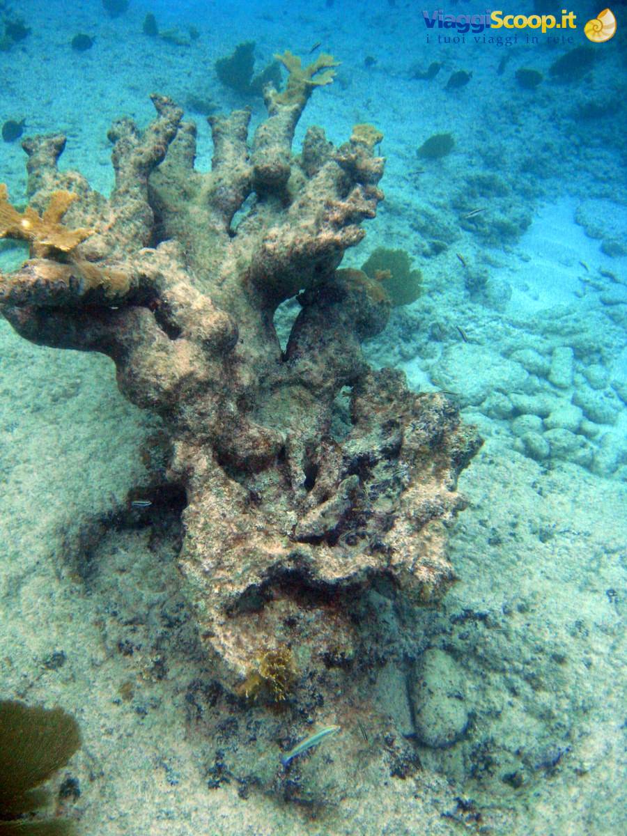 Branching coral on sandy seabed, blue filtered light, small fish swimming nearby