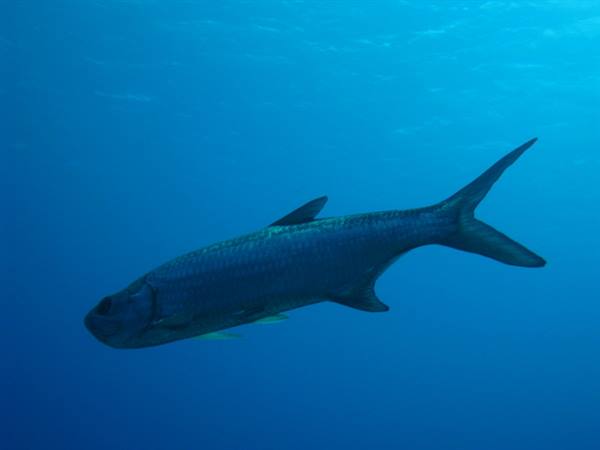 Tarpon