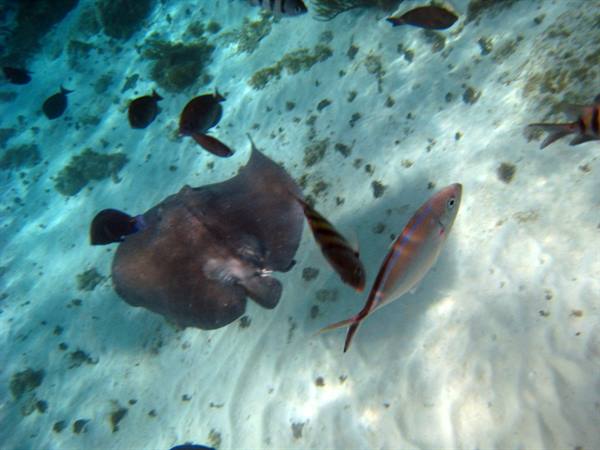 Coral Gardens