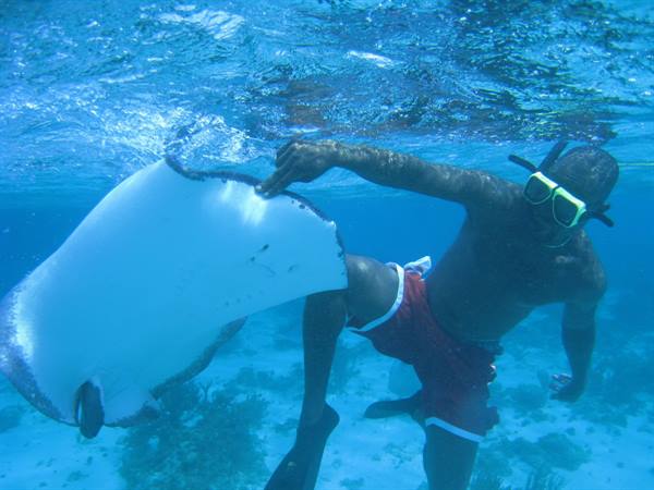 Snorkeler in mask and fins strokes a large stingray underwater among corals