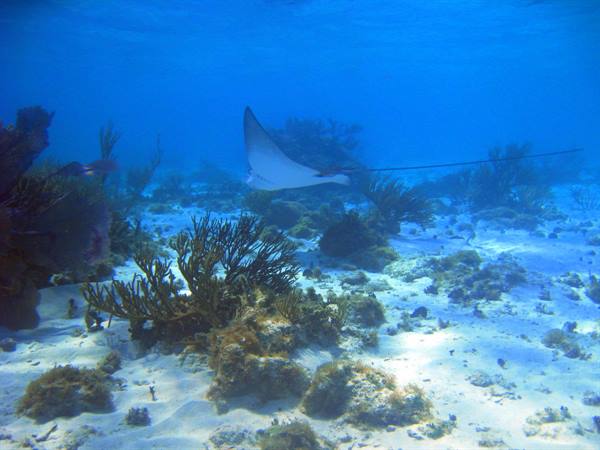 Ray swims over corals and white sand, sunlight filtering through blue water