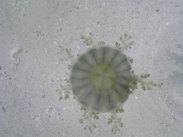 Upside-down jellyfish floats over sandy seabed in shallow clear water