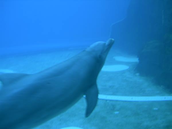 Dolphin swimming through blue-green water above the sandy bottom