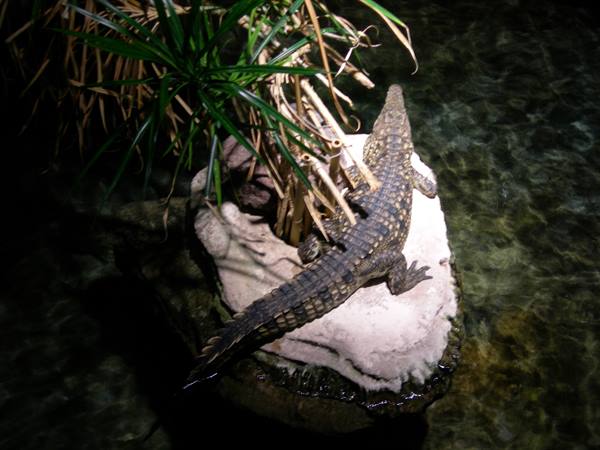 Crocodile on light rock in dark water, grazing light, green plants