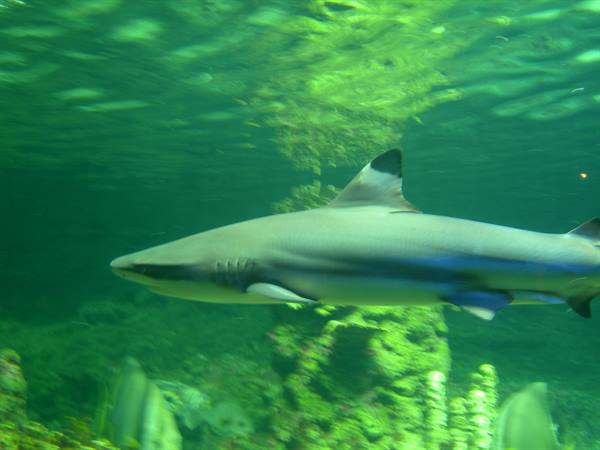 Blacktip reef shark swims past green-lit rocks in a tank