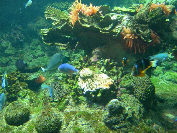 Tropical fish swimming among corals and anemones in tank