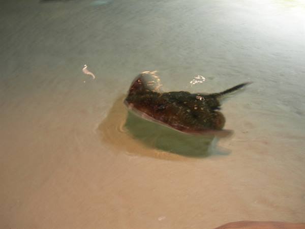 Stingray swims in shallow clear water over light sand