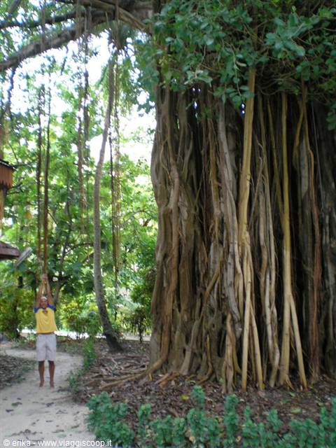 Huge banyan tree with hanging aerial roots, a man touching one