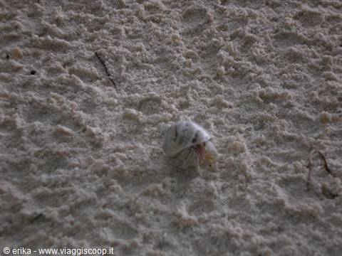 Hermit crab in a pale shell walks across white sand