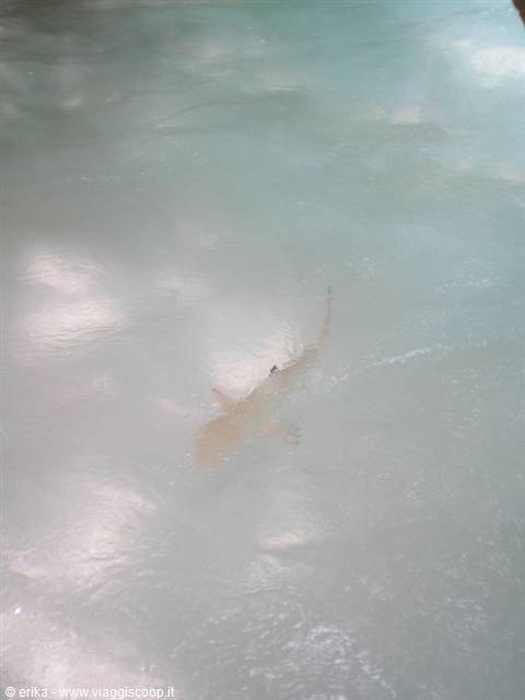 Small blacktip reef shark swims in clear shallow water