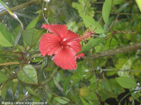 Red hibiscus flower with water drops among green leaves