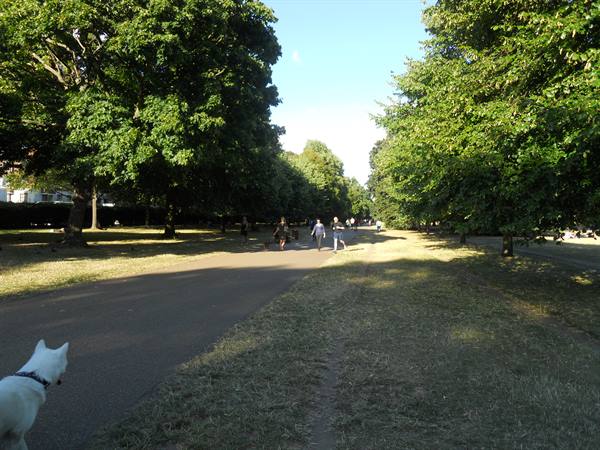 Tree-lined path with people walking, white dog in foreground under sun